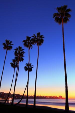 Palm trees, La Jolla Shores Beach, La Jolla, San Diego, California, United States of America, North