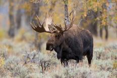 Moose (Alces alces) bull standing in a forest, Grand Teton National Park, Wyoming, USA-Richard Day-Photographic Print