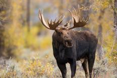 Moose (Alces alces) bull standing in a forest, Grand Teton National Park, Wyoming, USA-Richard Day-Photographic Print