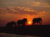 African Elephant Bulls Silhouetted at Sunset, Chobe National Park, Botswana-Richard Du Toit-Photographic Print