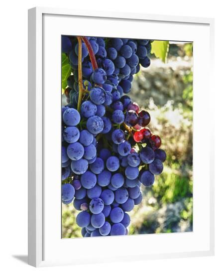 Framed Photographic Print, , large
