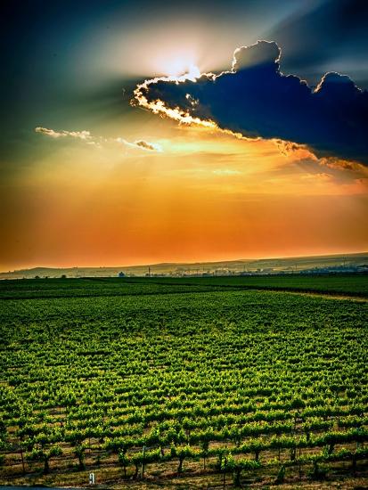 Photographic Print, , large