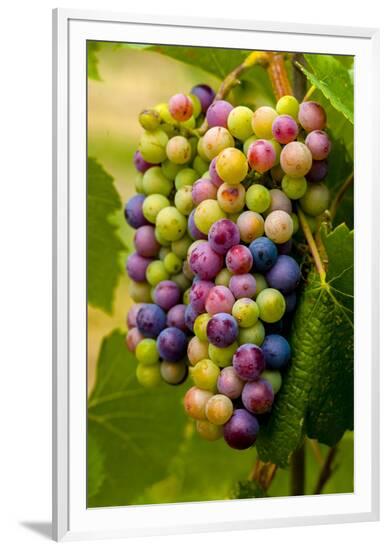 Framed Photographic Print, , large