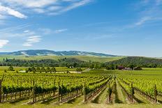 Washington State, Walla Walla. Vineyard in Walla Walla-Richard Duval-Photographic Print