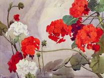 Red and White Geraniums-Richard E. Clarke-Giclee Print