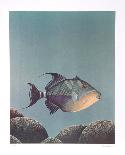 Trigger Fish-Richard Ellis-Framed Limited Edition