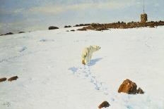 Polar Bear in an Arctic Landscape, 1899-Richard Friese-Framed Stretched Canvas