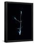 Essential Black