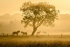 Golden Horses-Richard Guijt-Laminated Photographic Print