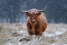 Snowy Highland cow-Richard Guijt-Photographic Print