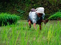 Ifugao Women Transplanting Rice, Banaue, Philippines-Richard I'Anson-Photographic Print