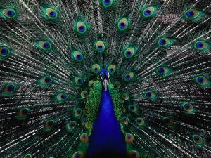 Peacock In Full Display Quito Pichincha Ecuador By Richard IAnson