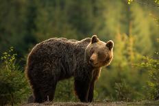 Backlit bear-Richard Krchnak-Photographic Print