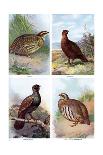 Game Birds from Harmsworth Natural History, 1910-Richard Lydekker-Stretched Canvas