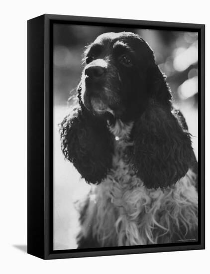 Richard M. Nixon's Dog, Checkers-Ralph Crane-Framed Stretched Canvas