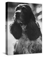 Richard M. Nixon's Dog, Checkers-Ralph Crane-Stretched Canvas