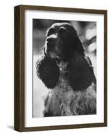 Richard M. Nixon's Dog, Checkers-Ralph Crane-Framed Photographic Print