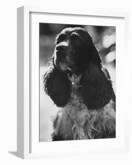 Richard M. Nixon's Dog, Checkers-Ralph Crane-Framed Photographic Print