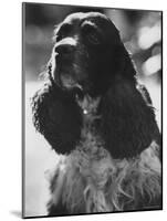 Richard M. Nixon's Dog, Checkers-Ralph Crane-Mounted Photographic Print