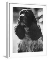 Richard M. Nixon's Dog, Checkers-Ralph Crane-Framed Photographic Print