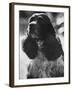 Richard M. Nixon's Dog, Checkers-Ralph Crane-Framed Photographic Print