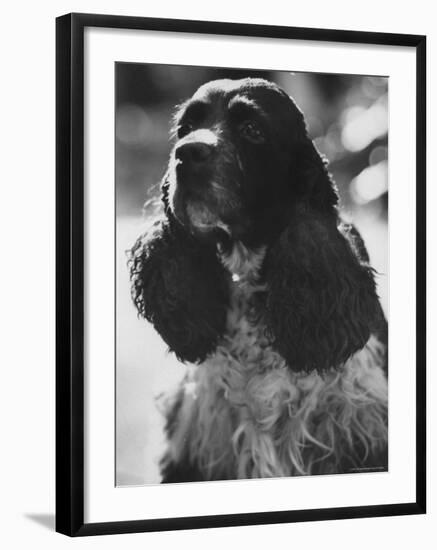 Richard M. Nixon's Dog, Checkers-Ralph Crane-Framed Photographic Print