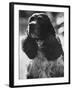 Richard M. Nixon's Dog, Checkers-Ralph Crane-Framed Photographic Print