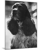 Richard M. Nixon's Dog, Checkers-Ralph Crane-Mounted Photographic Print