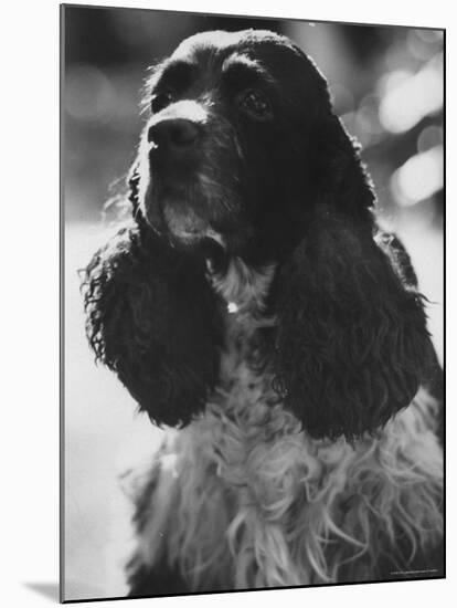 Richard M. Nixon's Dog, Checkers-Ralph Crane-Mounted Photographic Print