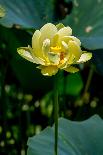 A Beautiful Blooming Yellow Lotus Water Lily Pad Flower-Richard McMillin-Framed Photographic Print