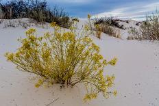 A Yellow Flowering Plant in the Amazing Surreal White Sands of New Mexico-Richard McMillin-Photographic Print