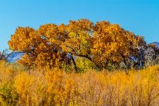 Beautiful Fall Foliage on Cottonwood Trees along the Rio Grande River in New Mexico.-Richard McMillin-Mounted Photographic Print