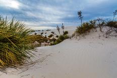 A Yellow Flowering Plant in the Amazing Surreal White Sands of New Mexico-Richard McMillin-Photographic Print