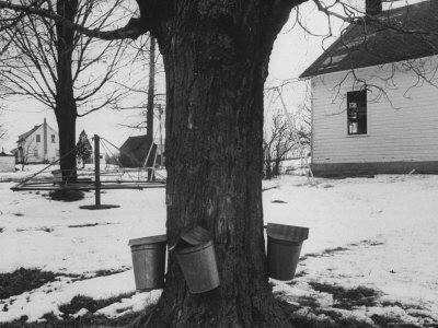 Three Pails Laying Against the Tree for Catching Maple Being Tapped in the Catskill Mt. Region