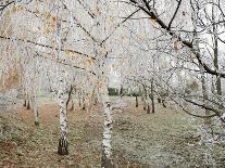 Frost-Covered Birch Trees, Town of Cakovice, Prague, Czech Republic, Europe-Richard Nebesky-Photographic Print