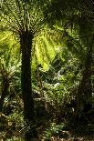 Soft tree-fern (Dicksonia antarctica), Great Otway National Park, Victoria, Australia, Pacific-Richard Nebesky-Photographic Print