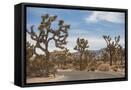 Framed Canvas