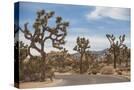 Stretched Canvas