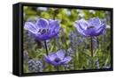 Framed Canvas