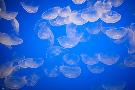 Just the Print