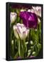 Essential Black