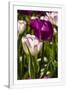 Gramercy White