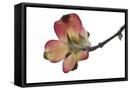 Framed Canvas