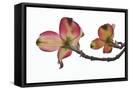 Framed Canvas