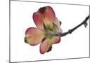 Wood Mount