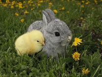 Rabbit Bunny And Duckling Best Friends-Richard Peterson-Laminated Photographic Print