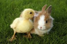 Rabbit Bunny And Duckling Best Friends-Richard Peterson-Stretched Canvas