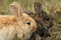 Two Rabbits Bunnies on Green Grass-Richard Peterson-Photographic Print