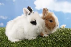Two Rabbits Bunnies on Green Grass-Richard Peterson-Photographic Print