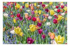 Kuekenhof Tulips II-Richard Silver-Art Print